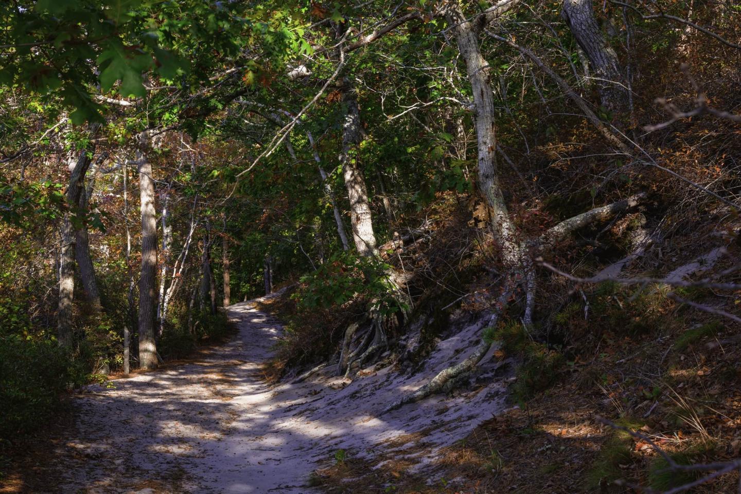 Beech Forest