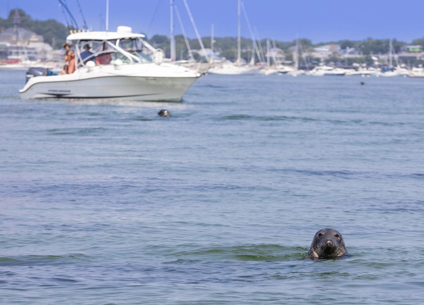 Seal in Provincetown Harbor