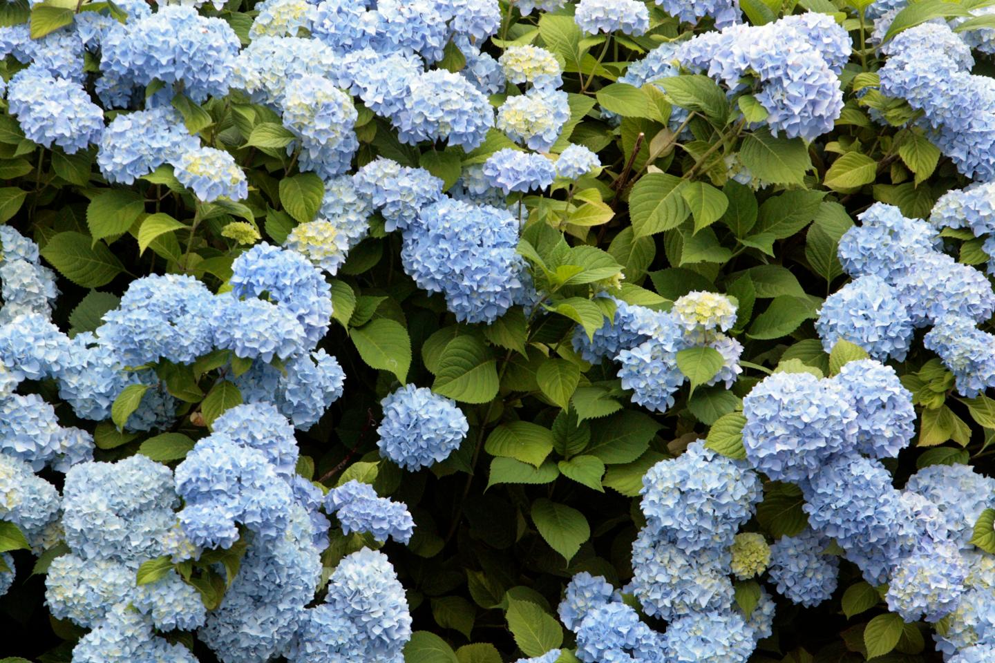 Hydrangeas in bloom